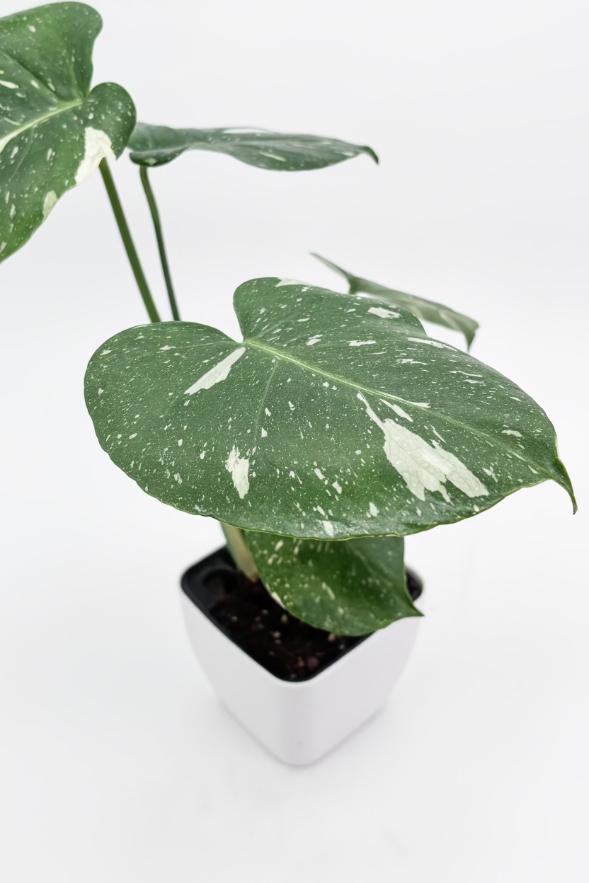 🌿 Monstera Thai Constellation Rare Variegated Monstera Potted 4" • Collector Tropical Houseplant