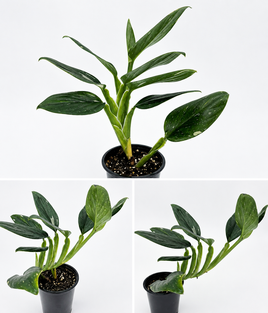 🌿 Monstera standleyana Cobra Monstera • Elegant Climbing Tropical Houseplant