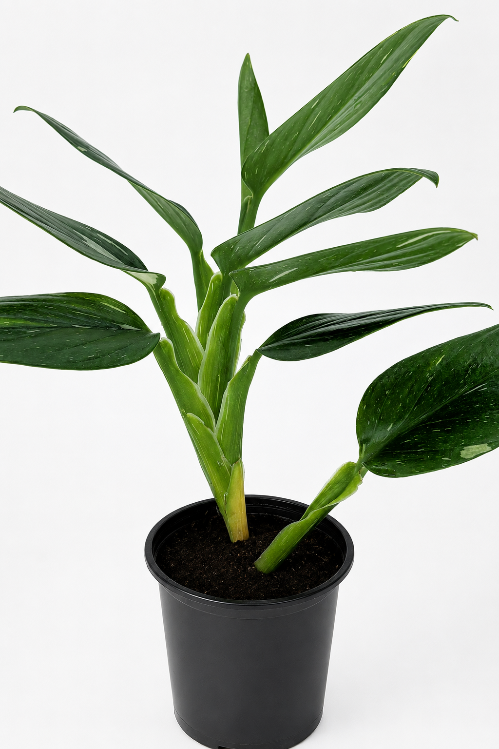 🌿 Monstera standleyana Cobra Monstera • Elegant Climbing Tropical Houseplant