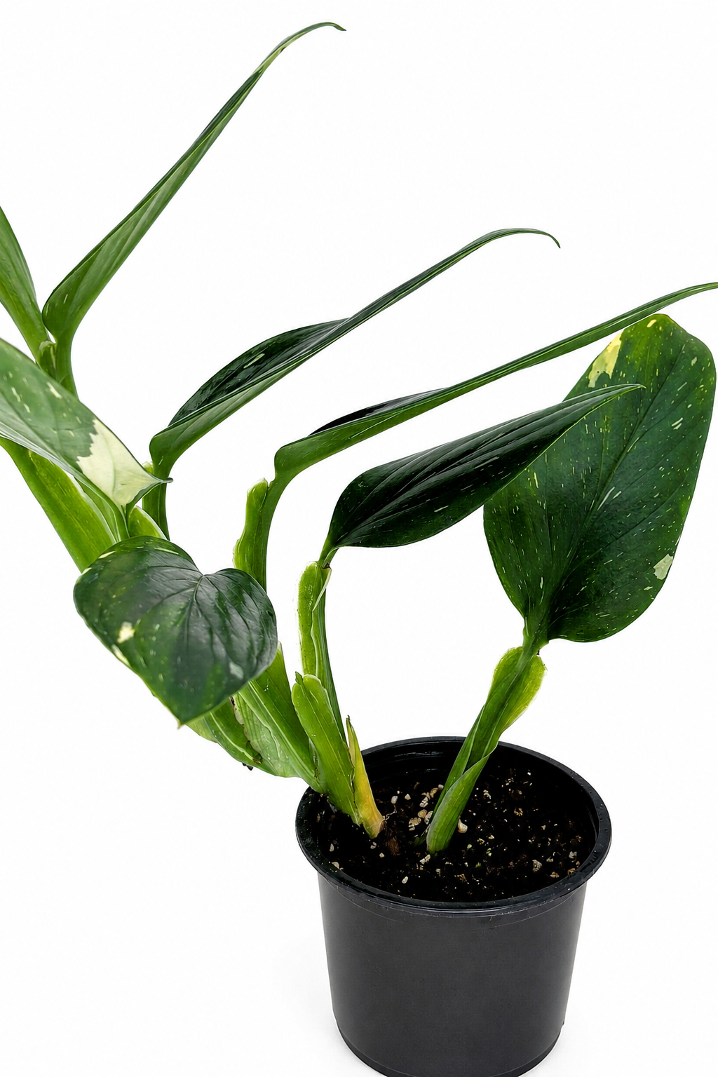 🌿 Monstera standleyana Cobra Monstera • Elegant Climbing Tropical Houseplant