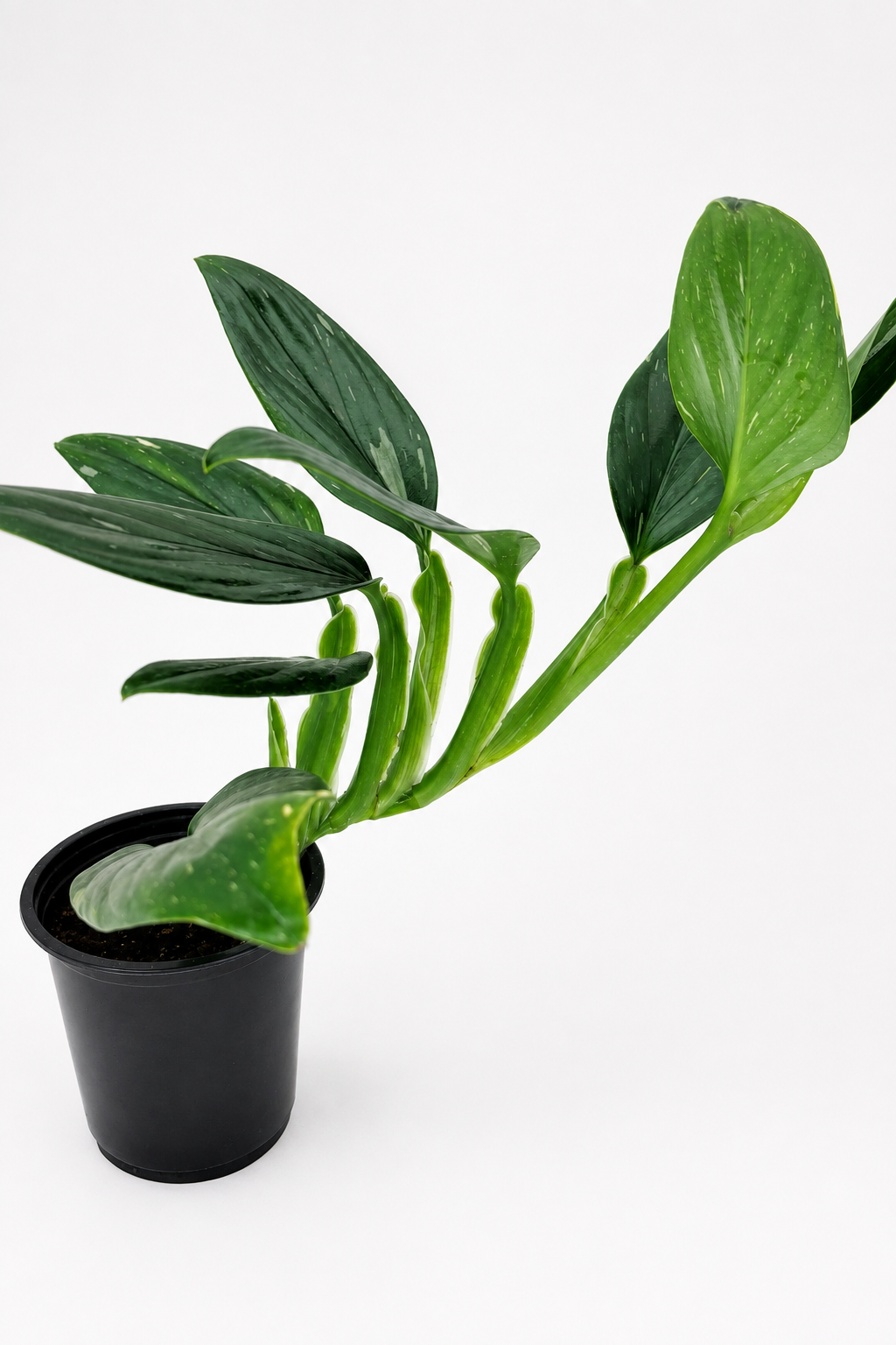 🌿 Monstera standleyana Cobra Monstera • Elegant Climbing Tropical Houseplant