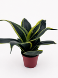 🌿 Sansevieria ‘Golden Hahnii’ Golden Bird’s Nest Snake Plant • Compact & Ultra Easy-Care Houseplant