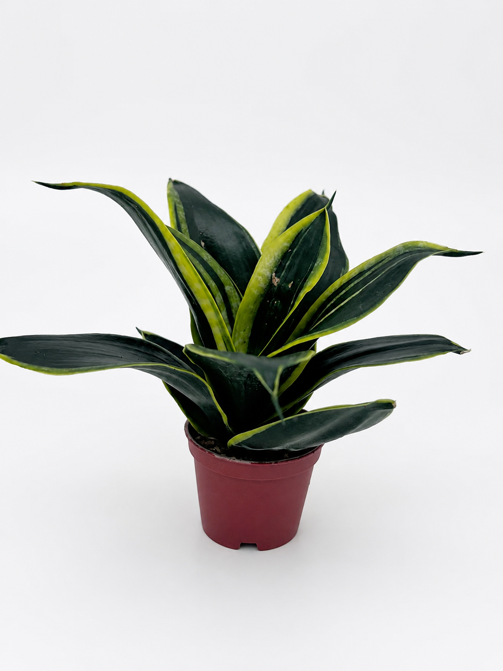 🌿 Sansevieria ‘Golden Hahnii’ Golden Bird’s Nest Snake Plant • Compact & Ultra Easy-Care Houseplant
