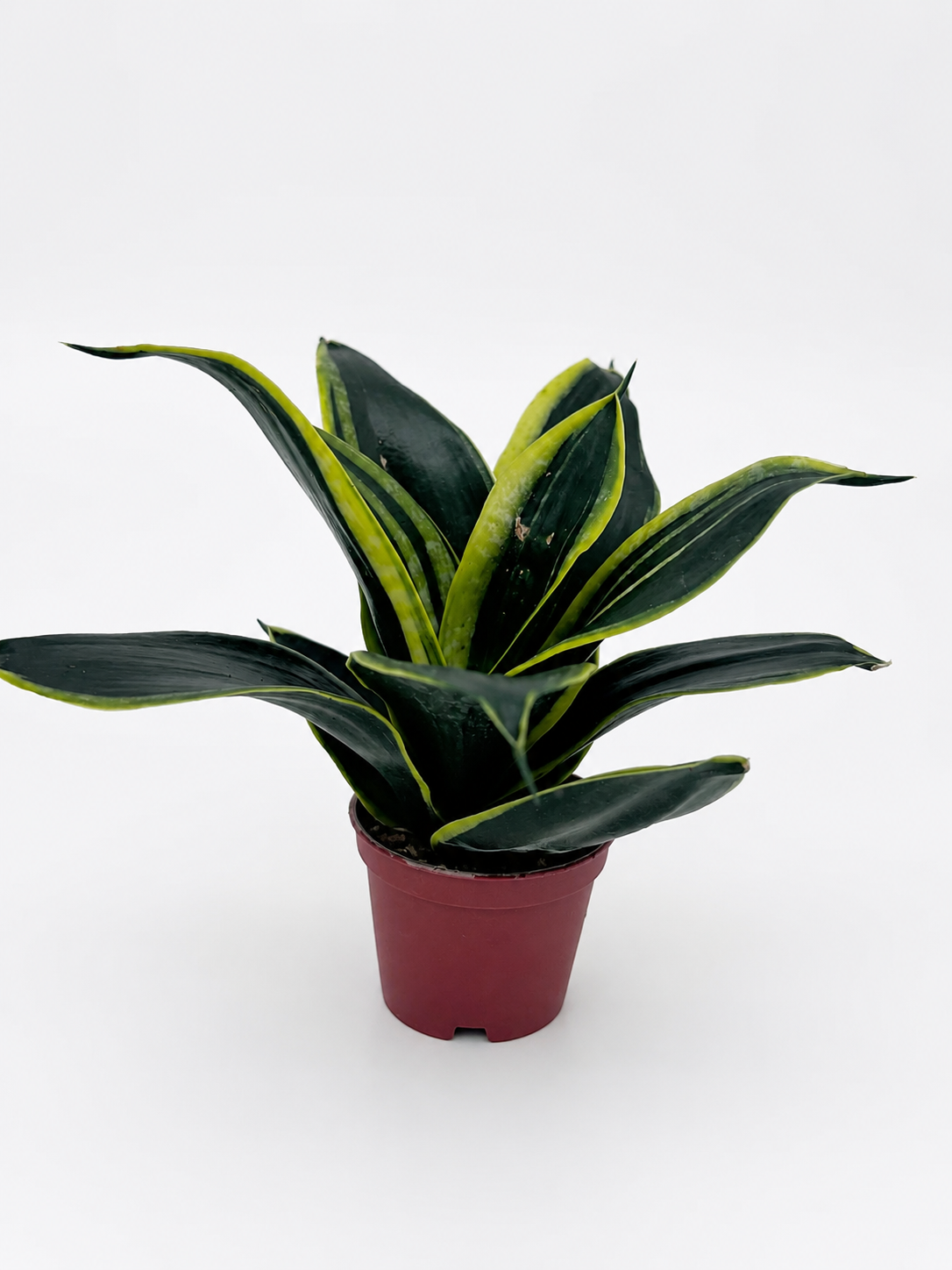 🌿 Sansevieria ‘Golden Hahnii’ Golden Bird’s Nest Snake Plant • Compact & Ultra Easy-Care Houseplant