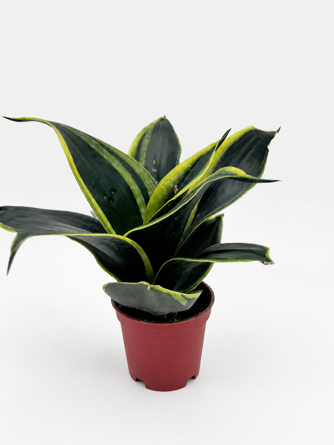 🌿 Sansevieria ‘Golden Hahnii’ Golden Bird’s Nest Snake Plant • Compact & Ultra Easy-Care Houseplant