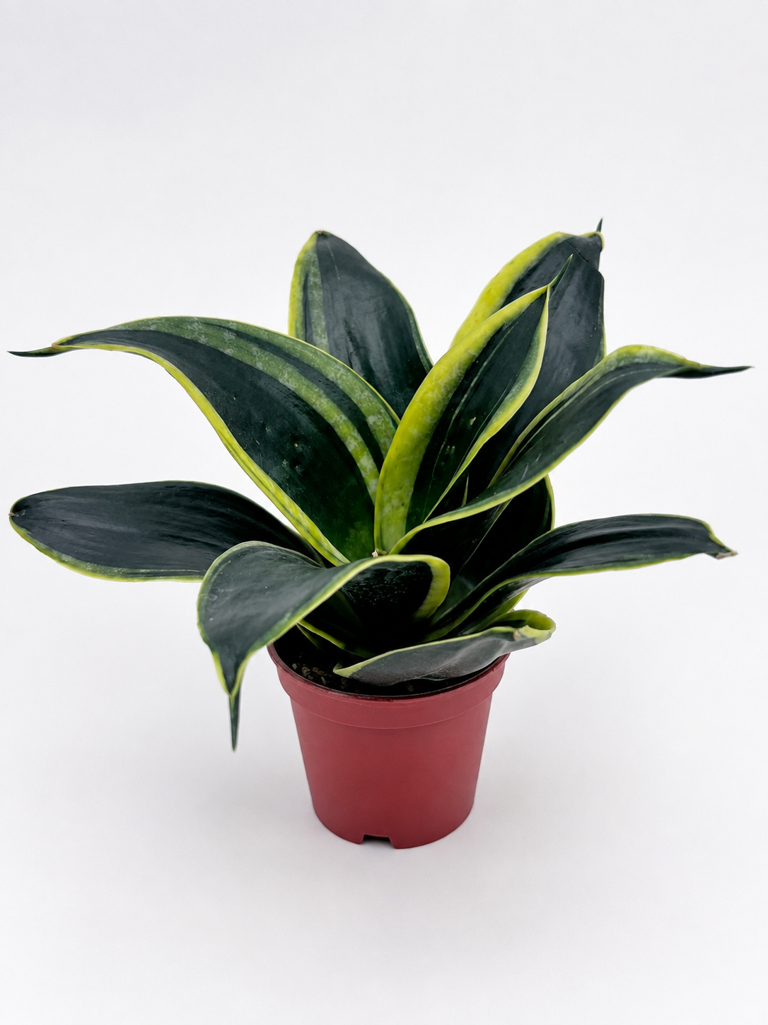 🌿 Sansevieria ‘Golden Hahnii’ Golden Bird’s Nest Snake Plant • Compact & Ultra Easy-Care Houseplant