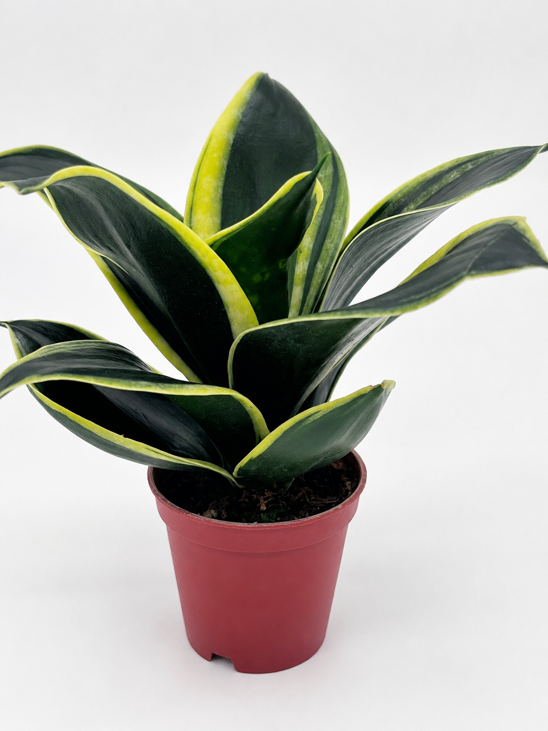 🌿 Sansevieria ‘Golden Hahnii’ Golden Bird’s Nest Snake Plant • Compact & Ultra Easy-Care Houseplant
