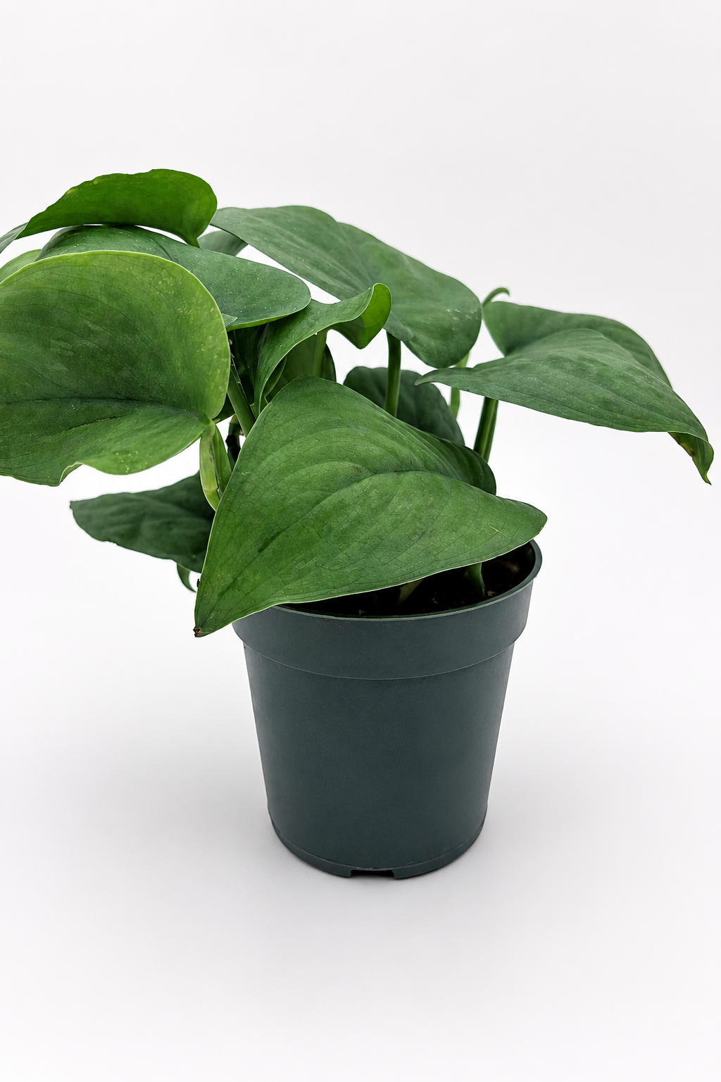🌿 Scindapsus ‘Platinum’ Silvery Collector Vine • Elegant & Easy-Care Houseplant
