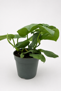 🌿 Scindapsus ‘Platinum’ Silvery Collector Vine • Elegant & Easy-Care Houseplant