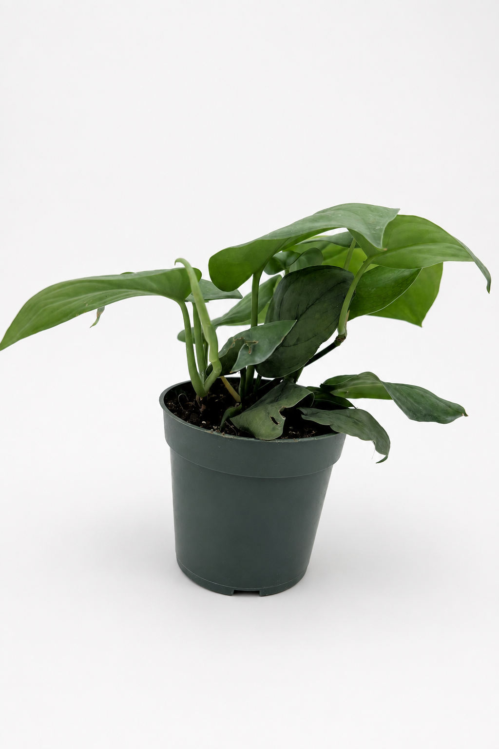 🌿 Scindapsus ‘Platinum’ Silvery Collector Vine • Elegant & Easy-Care Houseplant