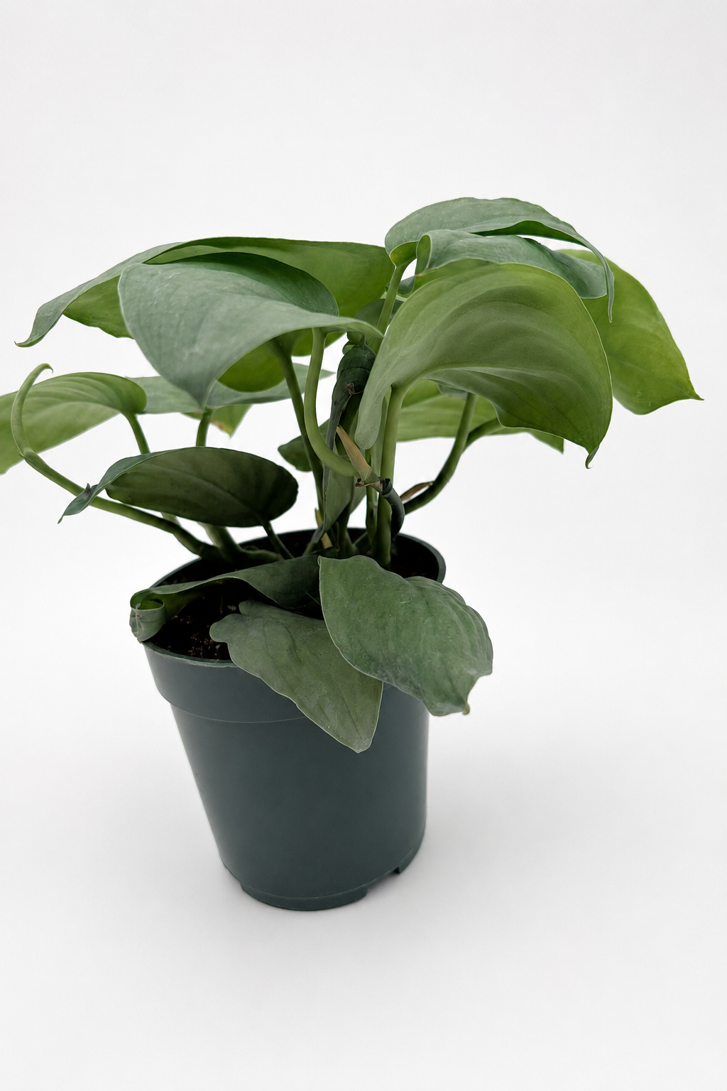 🌿 Scindapsus ‘Platinum’ Silvery Collector Vine • Elegant & Easy-Care Houseplant