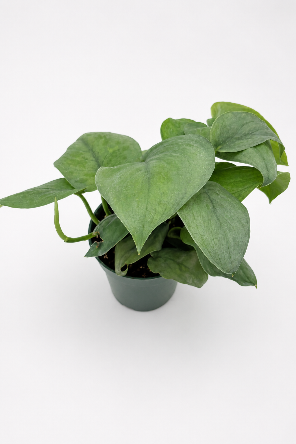 🌿 Scindapsus ‘Platinum’ Silvery Collector Vine • Elegant & Easy-Care Houseplant