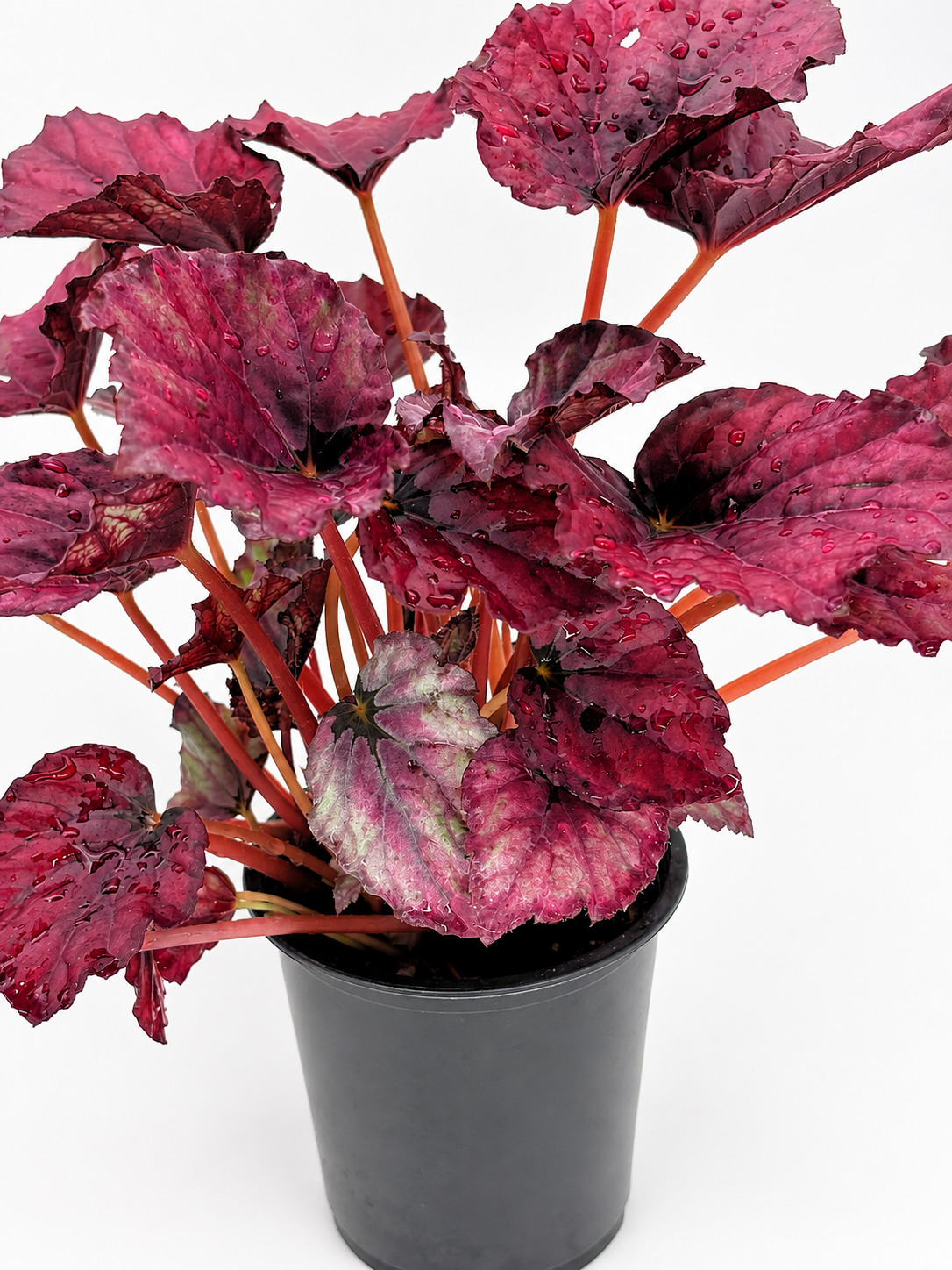 🌿 Begonia Rex Rex Begonia • Spectacular Colourful Foliage Houseplant