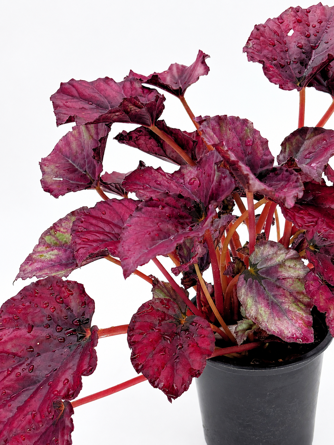 🌿 Begonia Rex Rex Begonia • Spectacular Colourful Foliage Houseplant