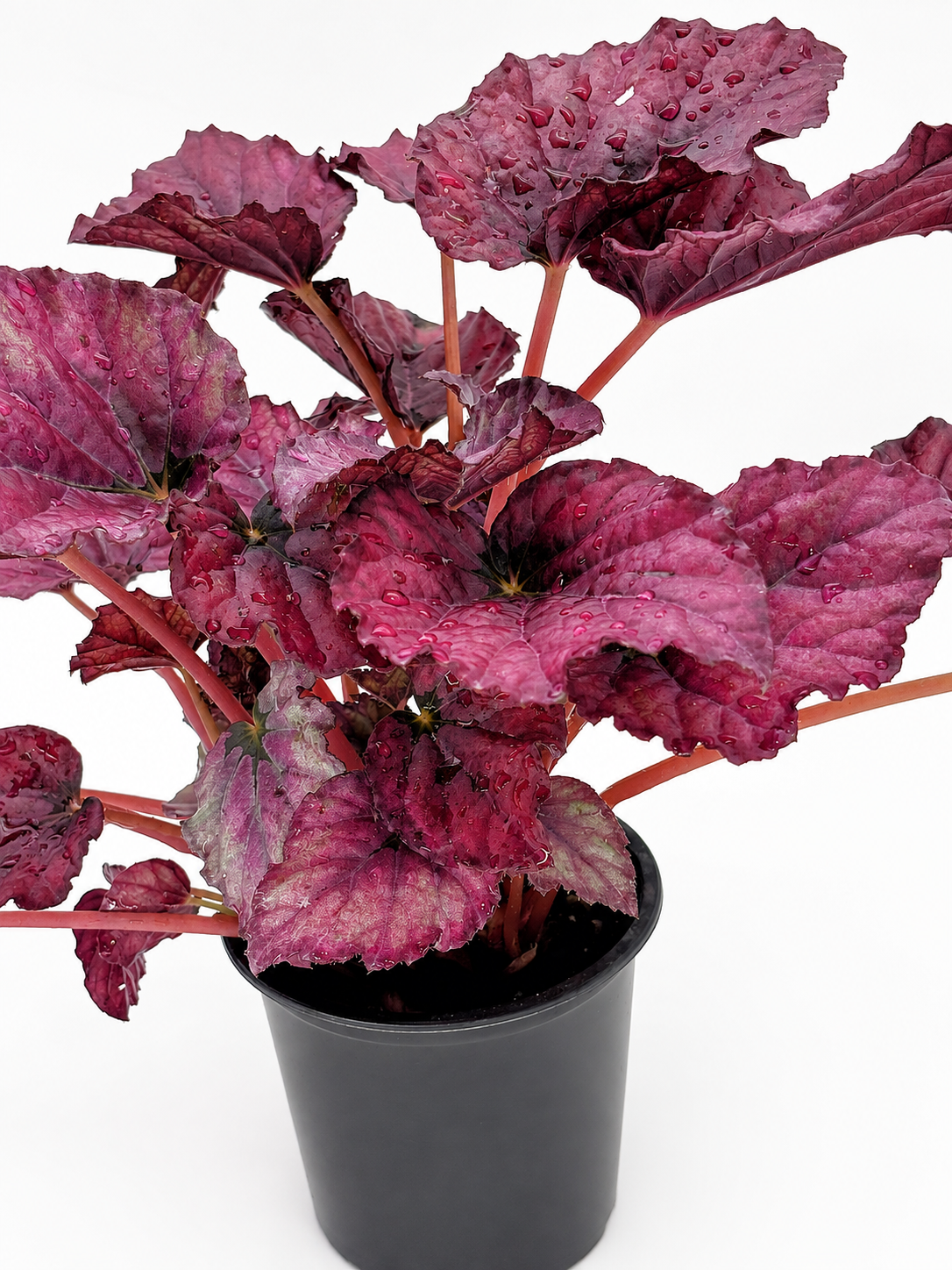 🌿 Begonia Rex Rex Begonia • Spectacular Colourful Foliage Houseplant
