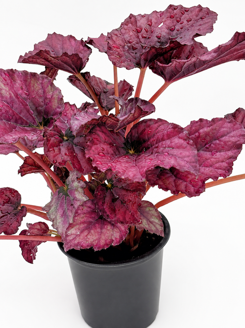 🌿 Begonia Rex Rex Begonia • Spectacular Colourful Foliage Houseplant
