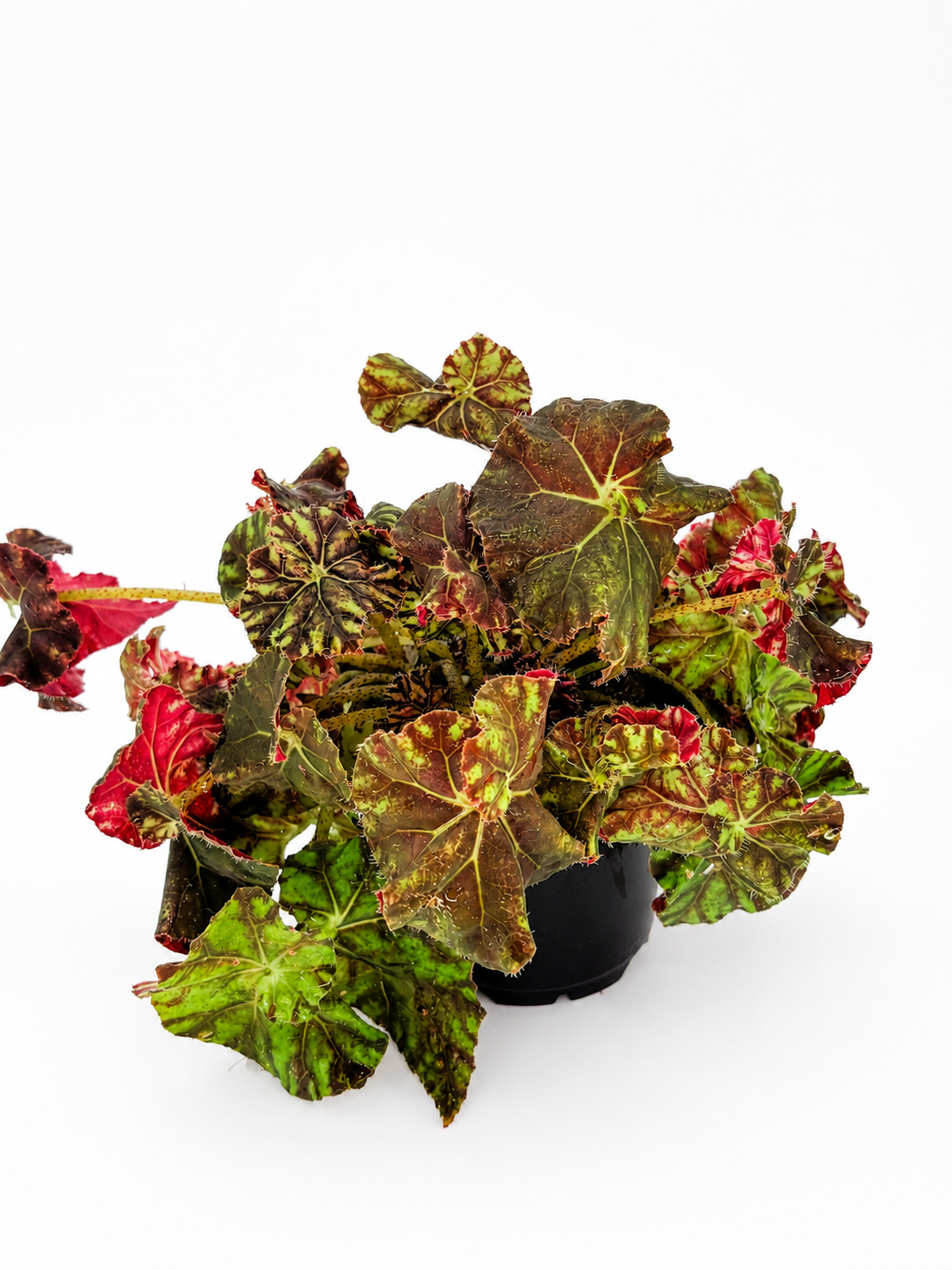 🌿 Begonia Rex Rex Begonia • Spectacular Colourful Foliage Houseplant (Copy)