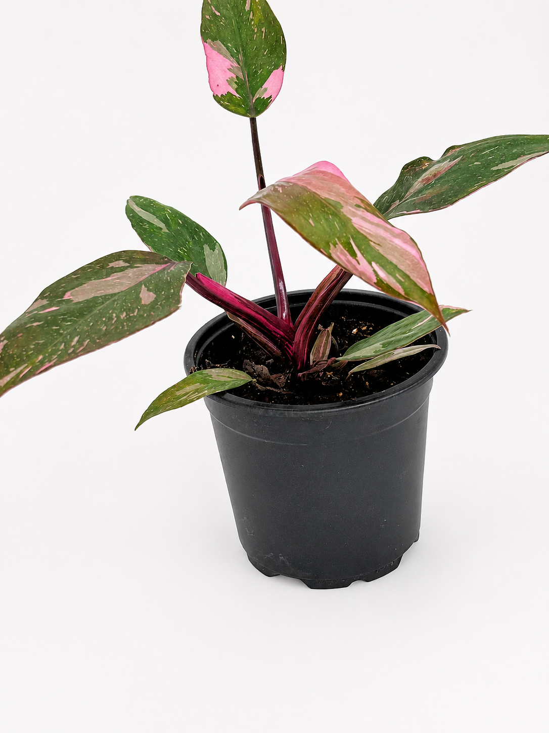 🌿 Philodendron Pink Princess Rare Pink Variegated Philodendron • Premium Collector Houseplant