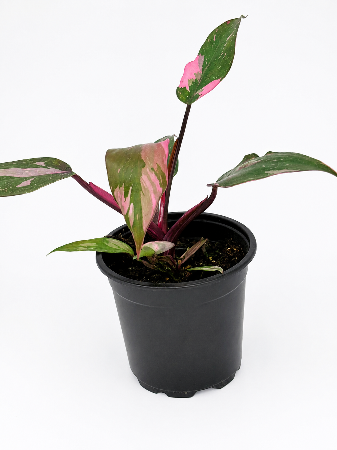 🌿 Philodendron Pink Princess Rare Pink Variegated Philodendron • Premium Collector Houseplant