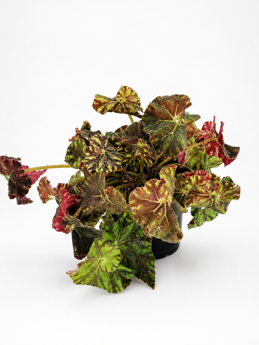 🌿 Begonia Rex Rex Begonia • Spectacular Colourful Foliage Houseplant (Copy)