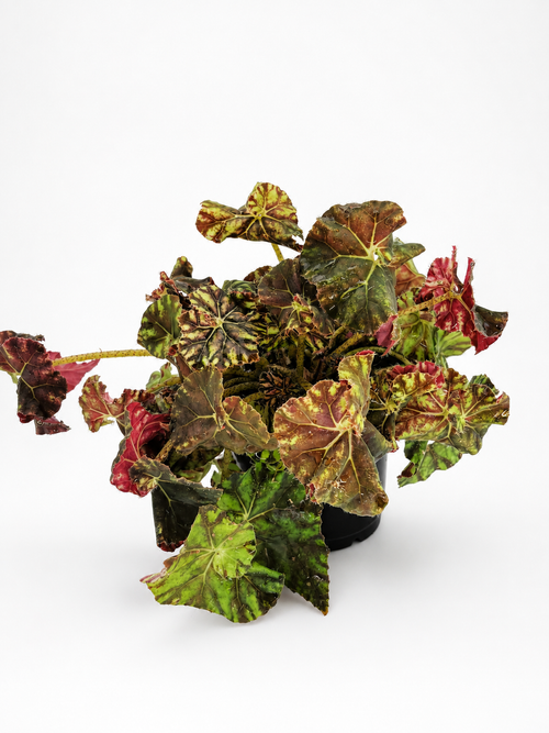 🌿 Begonia Rex Rex Begonia • Spectacular Colourful Foliage Houseplant (Copy)