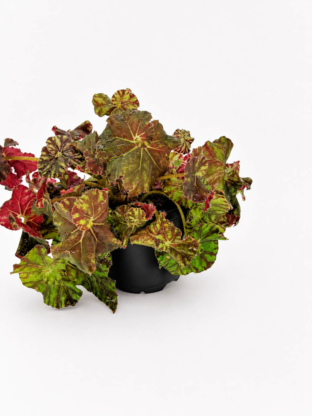 🌿 Begonia Rex Rex Begonia • Spectacular Colourful Foliage Houseplant (Copy)