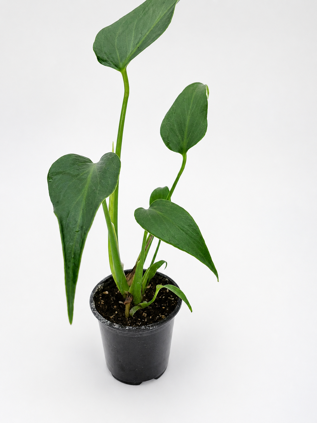 🌿 Monstera Burle Marx Flame Rare Collector Monstera • Premium Tropical Statement Plant
