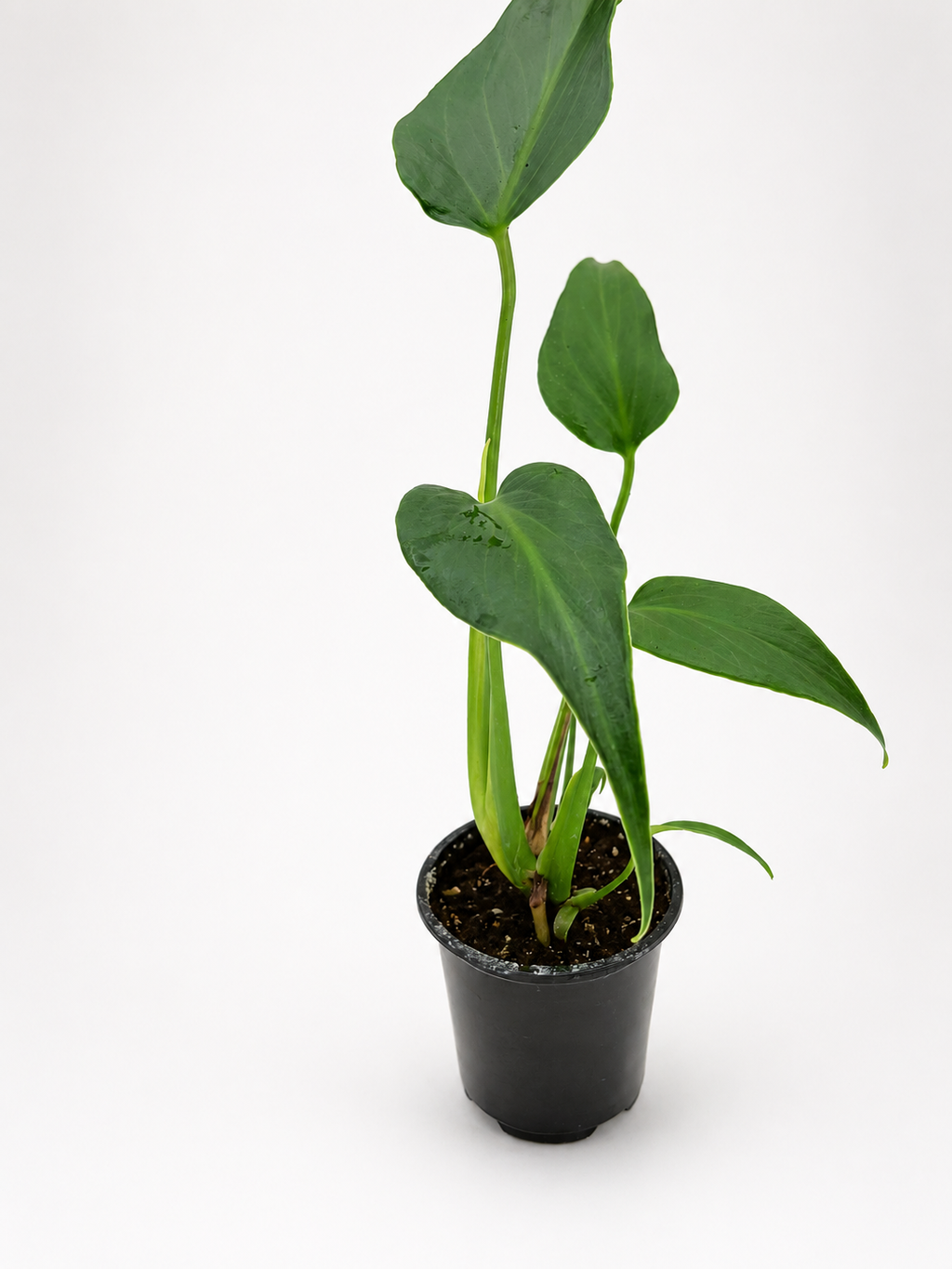 🌿 Monstera Burle Marx Flame Rare Collector Monstera • Premium Tropical Statement Plant