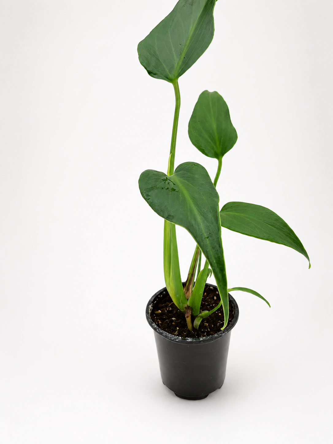🌿 Monstera Burle Marx Flame Rare Collector Monstera • Premium Tropical Statement Plant