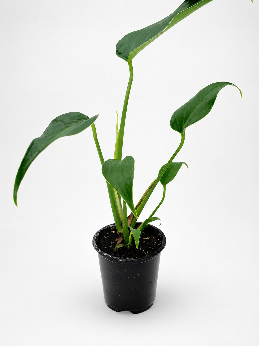 🌿 Monstera Burle Marx Flame Rare Collector Monstera • Premium Tropical Statement Plant