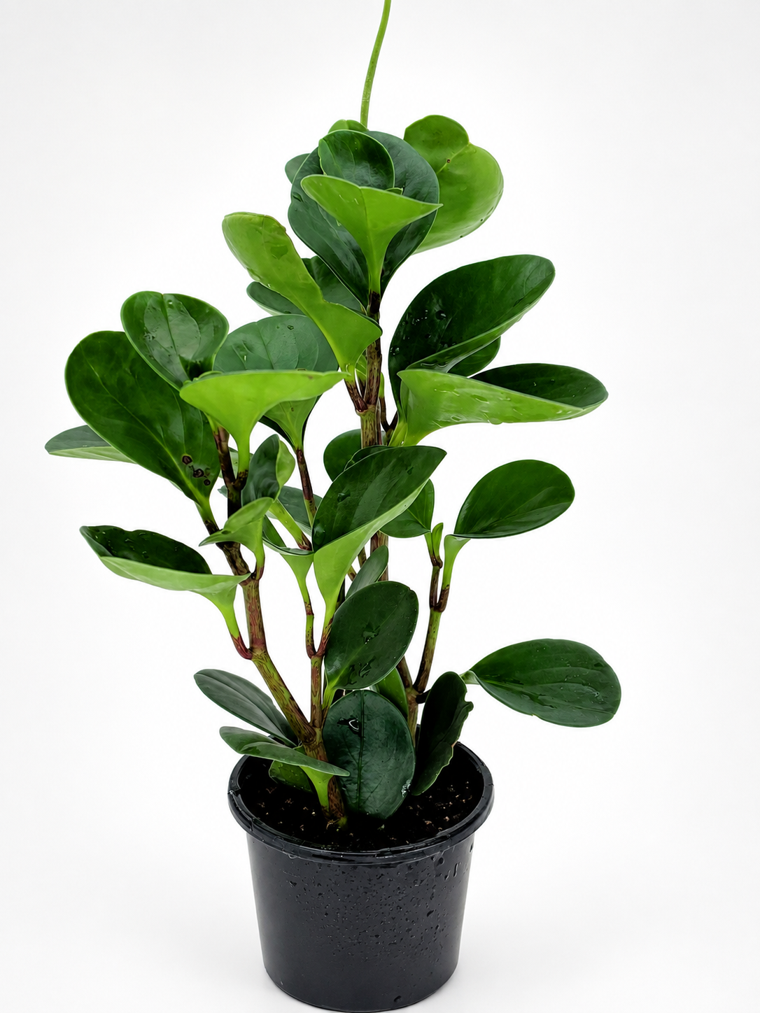 🌿 Peperomia obtusifolia Baby Rubber Plant • Compact, Pet-Friendly & Easy-Care Houseplant