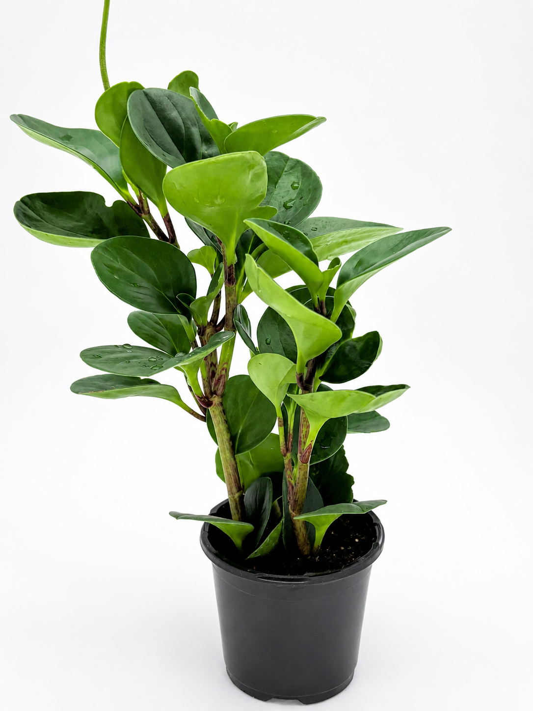 🌿 Peperomia obtusifolia Baby Rubber Plant • Compact, Pet-Friendly & Easy-Care Houseplant