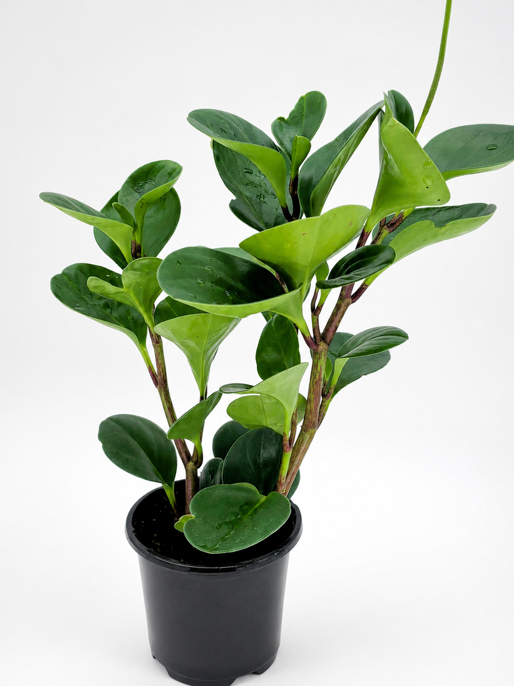 🌿 Peperomia obtusifolia Baby Rubber Plant • Compact, Pet-Friendly & Easy-Care Houseplant