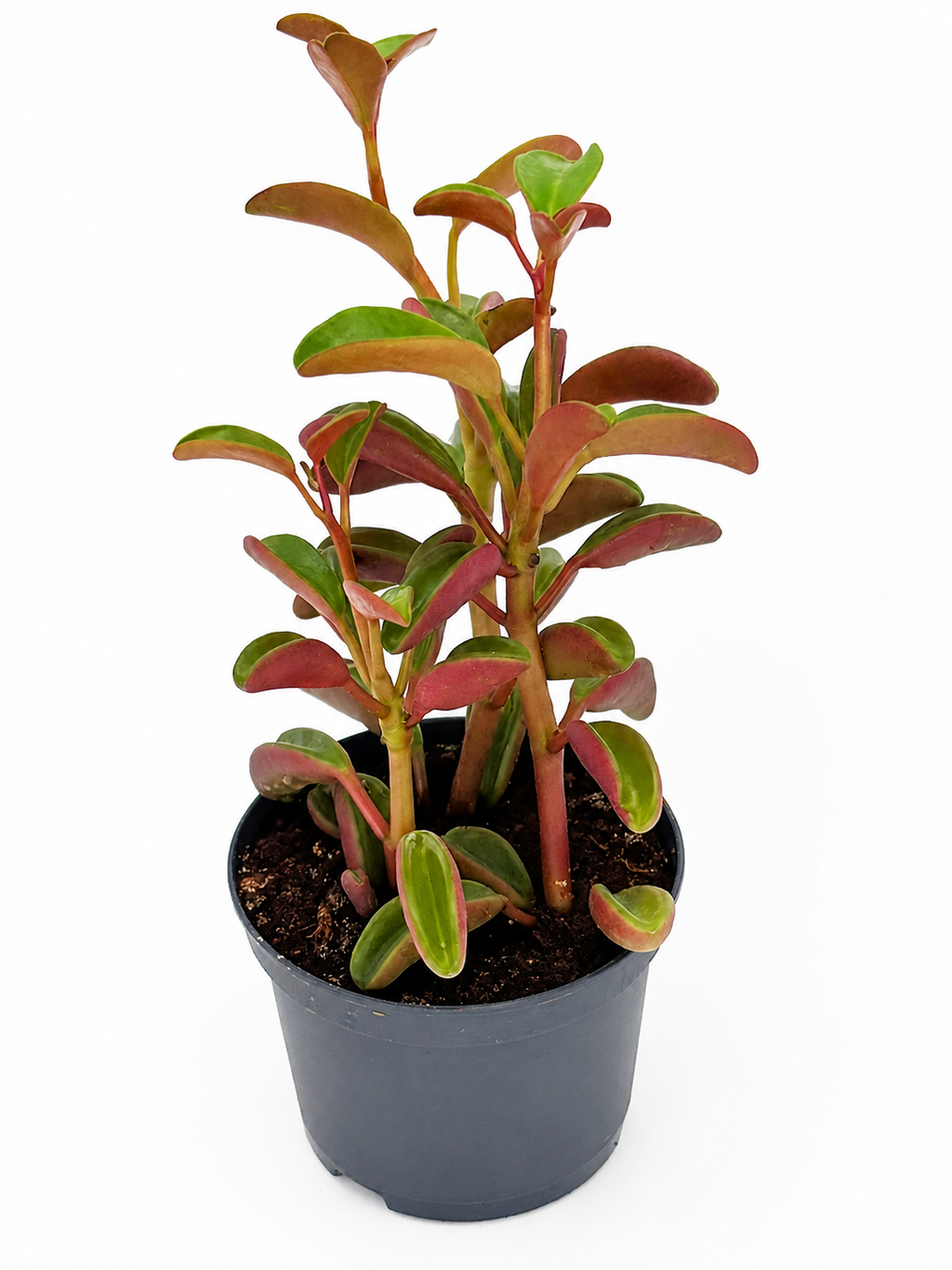 🌿 Peperomia ‘Ginny’ Tricolor Peperomia • Colourful, Compact & Pet-Friendly Houseplant