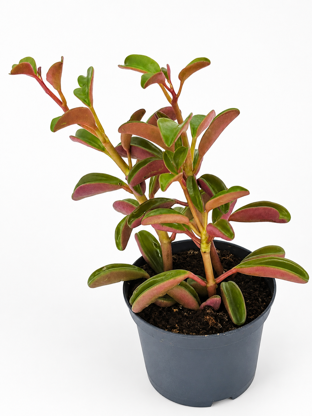 🌿 Peperomia ‘Ginny’ Tricolor Peperomia • Colourful, Compact & Pet-Friendly Houseplant