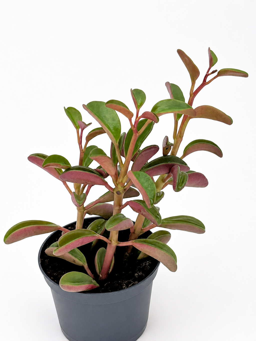 🌿 Peperomia ‘Ginny’ Tricolor Peperomia • Colourful, Compact & Pet-Friendly Houseplant