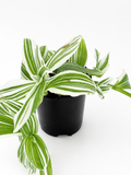 🌿 Tradescantia ‘Albovittata’ White Stripe Tradescantia • Fast-Growing Variegated Trailing Plant