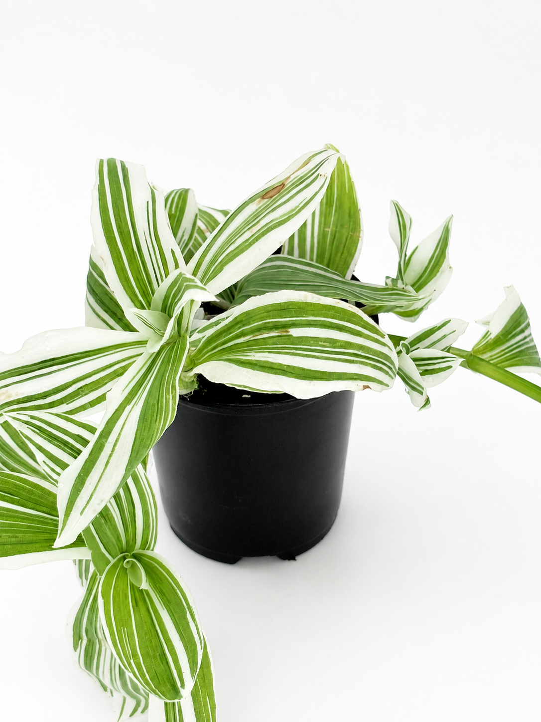🌿 Tradescantia ‘Albovittata’ White Stripe Tradescantia • Fast-Growing Variegated Trailing Plant