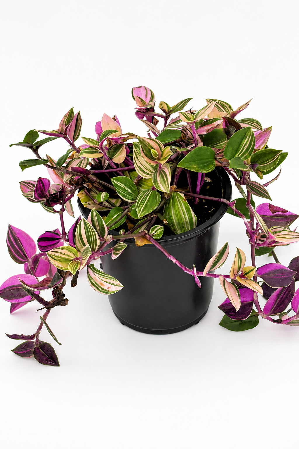🌿 Tradescantia ‘Nanouk’ Fantasy Venice • Pink, Green & Cream Variegated Trailing Plant