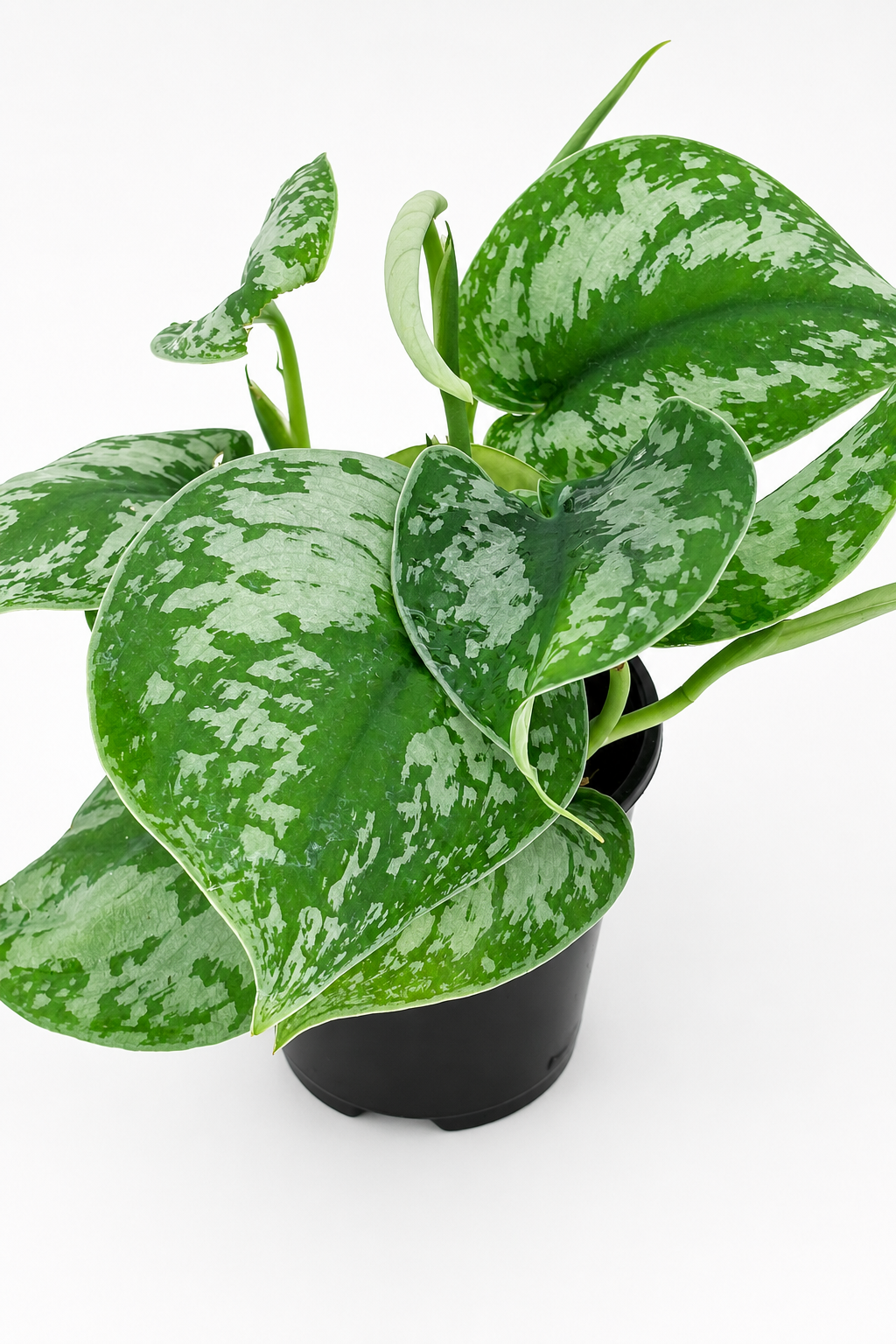 🌿 Satin Pothos Scindapsus Pictus • Silvery Trailing Houseplant (Copy)