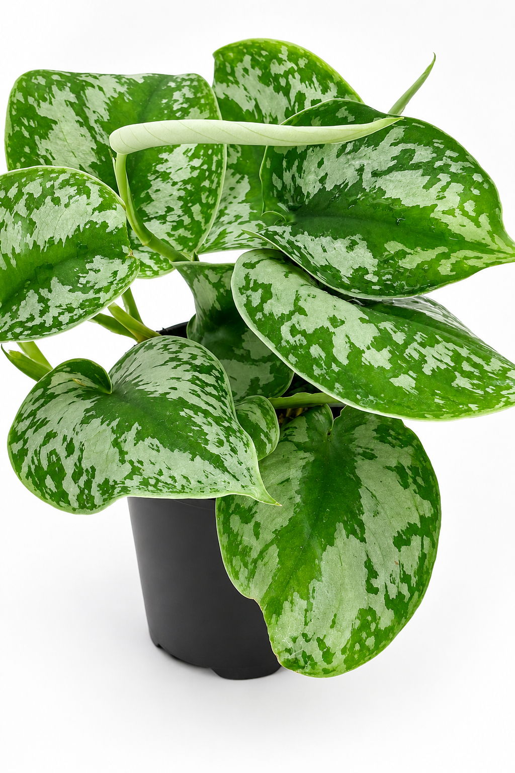 🌿 Satin Pothos Scindapsus Pictus • Silvery Trailing Houseplant (Copy)