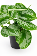🌿 Satin Pothos Scindapsus Pictus • Silvery Trailing Houseplant (Copy)