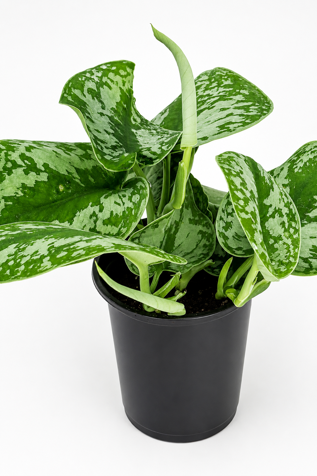 🌿 Satin Pothos Scindapsus Pictus • Silvery Trailing Houseplant (Copy)