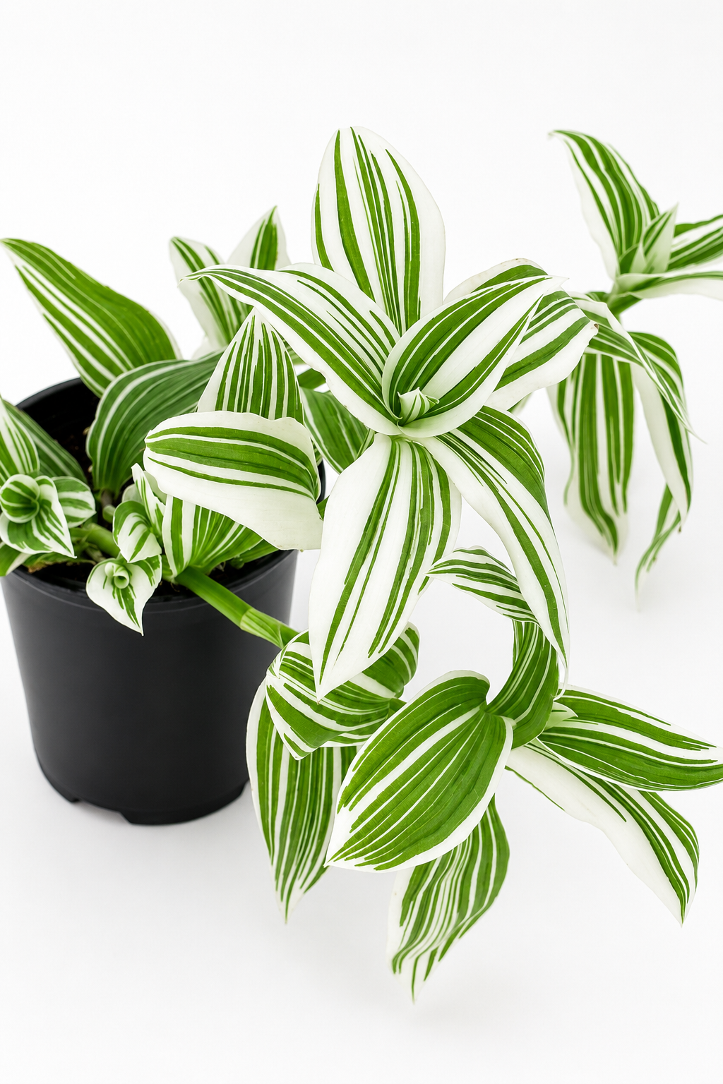 🌿 Tradescantia ‘Albovittata’ White Stripe Tradescantia • Fast-Growing Variegated Trailing Plant