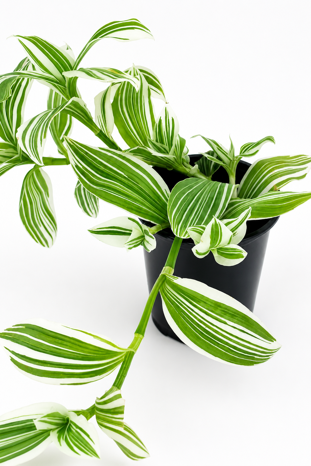 🌿 Tradescantia ‘Albovittata’ White Stripe Tradescantia • Fast-Growing Variegated Trailing Plant