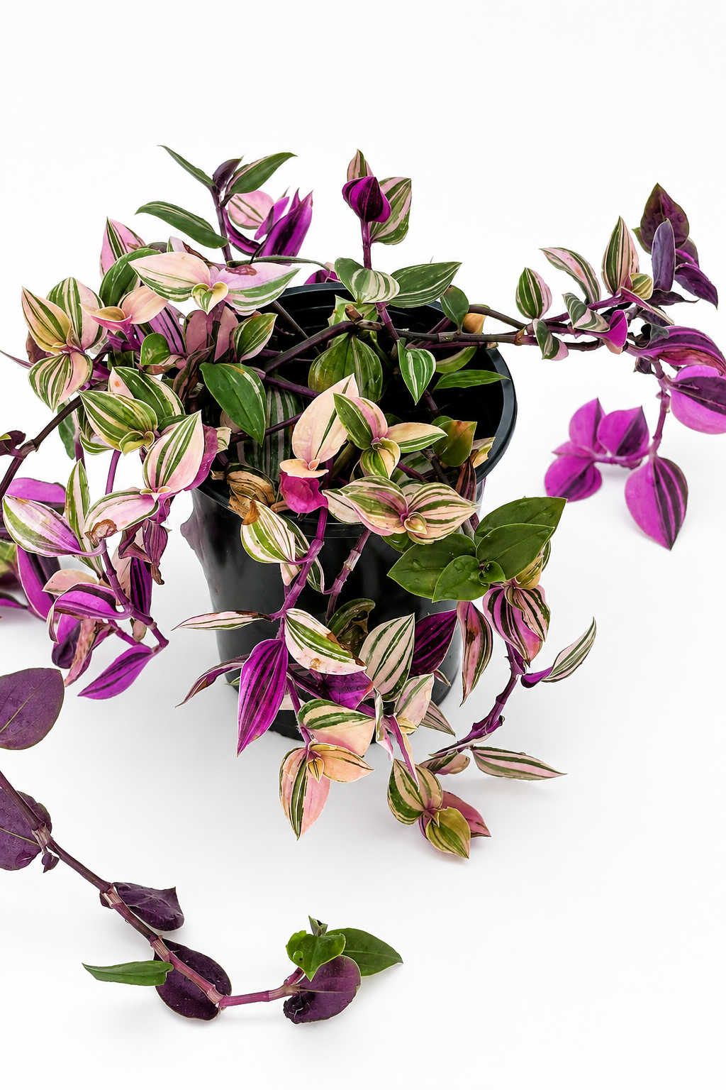🌿 Tradescantia ‘Nanouk’ Fantasy Venice • Pink, Green & Cream Variegated Trailing Plant