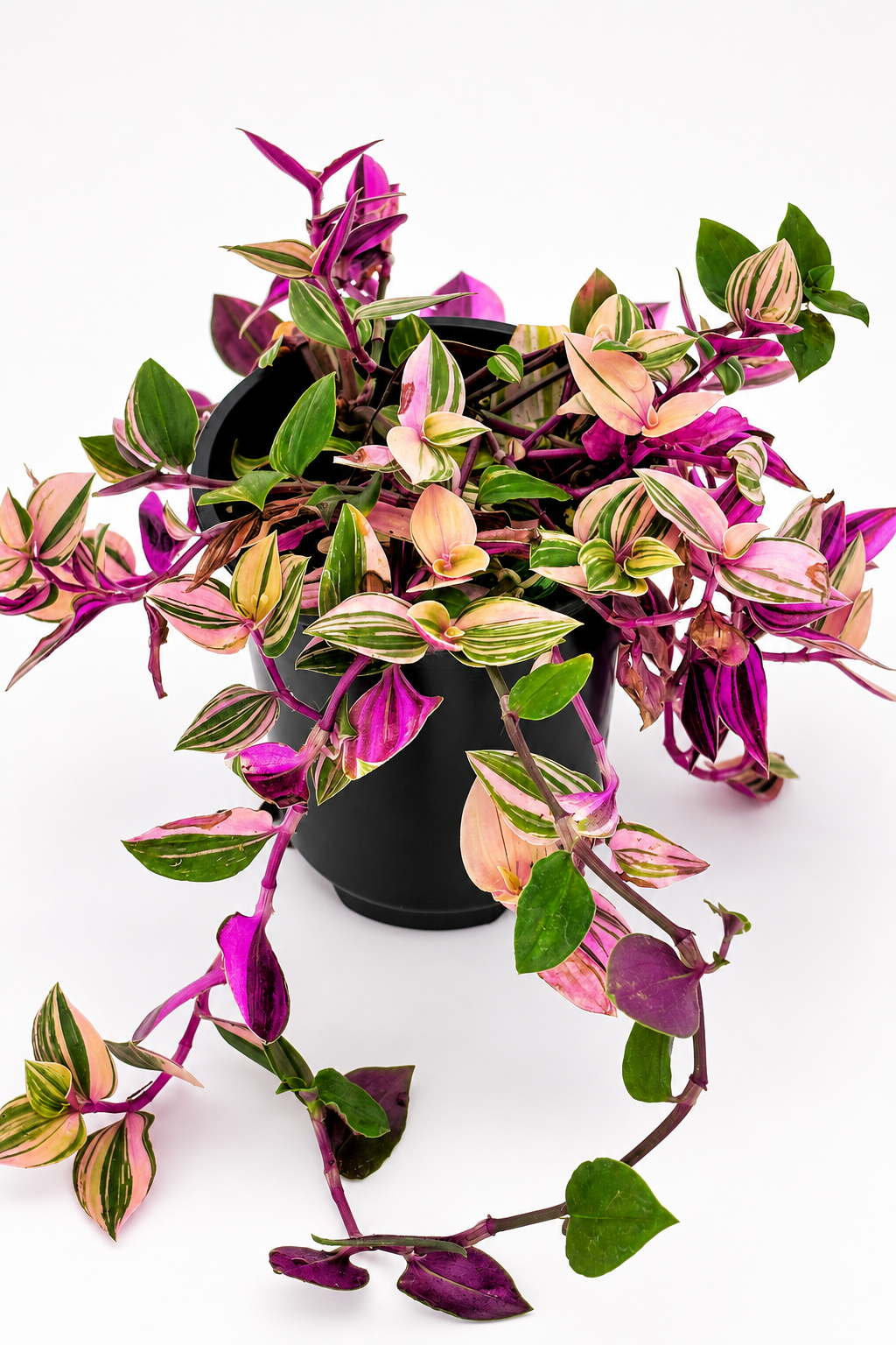 🌿 Tradescantia ‘Nanouk’ Fantasy Venice • Pink, Green & Cream Variegated Trailing Plant