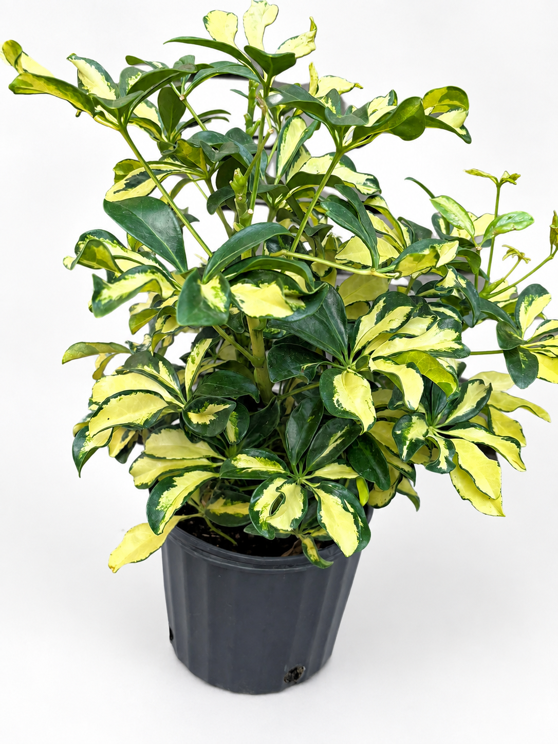 🌿 Schefflera 'Trinette' Variegated Dwarf Umbrella Tree • Bright & Easy-Care Houseplant