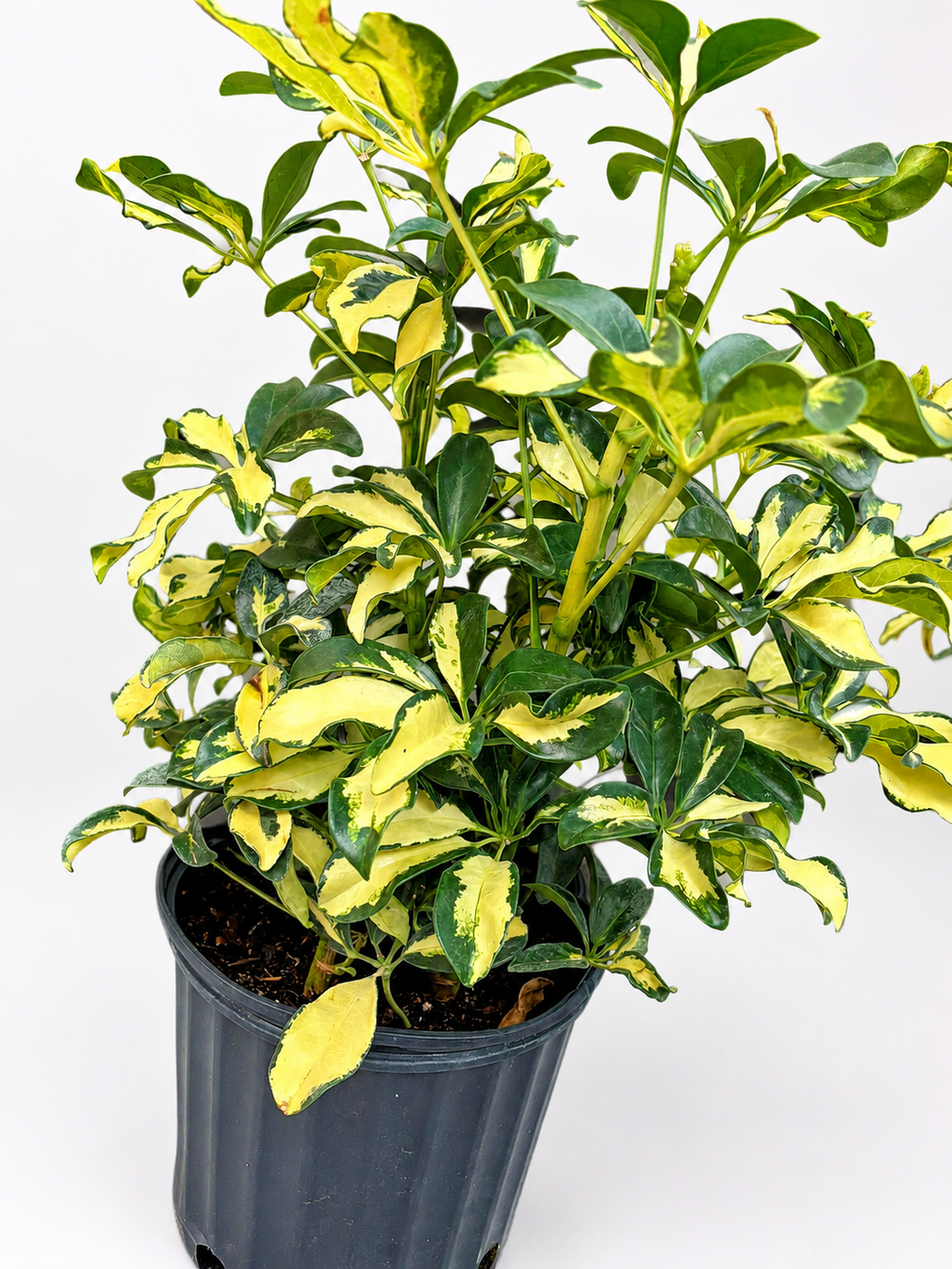 🌿 Schefflera 'Trinette' Variegated Dwarf Umbrella Tree • Bright & Easy-Care Houseplant