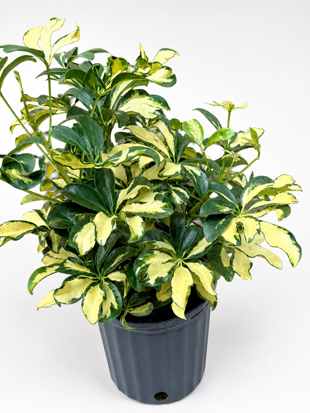 🌿 Schefflera 'Trinette' Variegated Dwarf Umbrella Tree • Bright & Easy-Care Houseplant